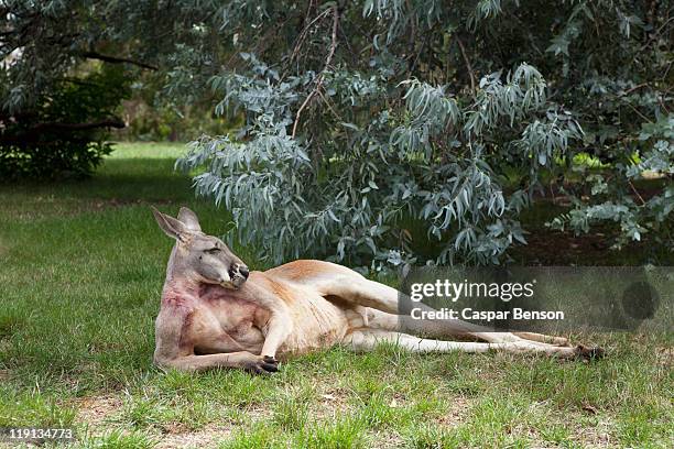 a kangaroo lying down - lying down stock pictures, royalty-free photos & images