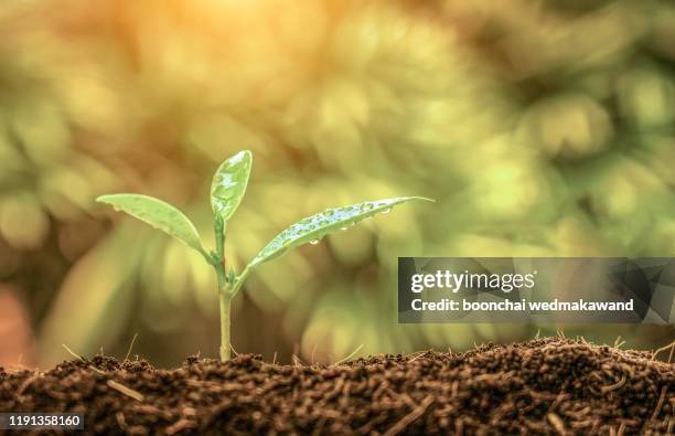 young plant in the morning light on nature background - sembrar fotografías e imágenes de stock
