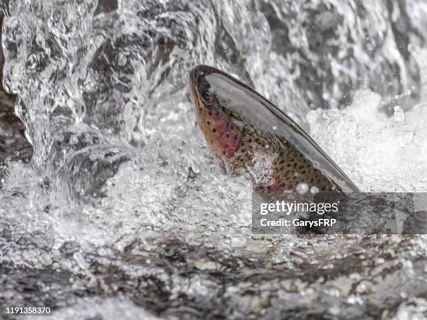 regnbågslax hoppning närbild oncorhynchus mykiss stänk vatten - regnbågsforell bildbanksfoton och bilder