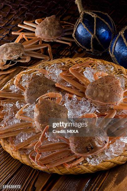 koubako-gani - chionoecetes opilio stock pictures, royalty-free photos & images