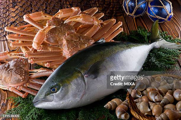 seafood of toyama bay - toyama prefecture 個照片及圖片檔