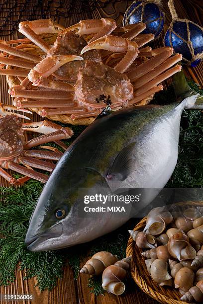 seafood of toyama bay - japanese amberjack stock pictures, royalty-free photos & images