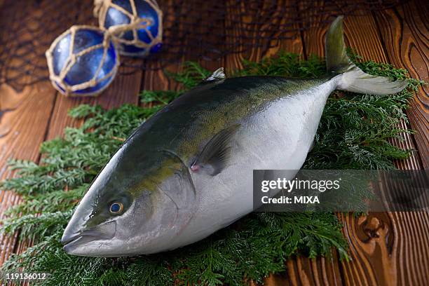 yellow tail - japanese amberjack stock pictures, royalty-free photos & images