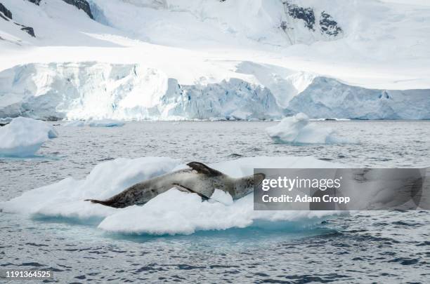 leopard seal - leopard seal stock-fotos und bilder