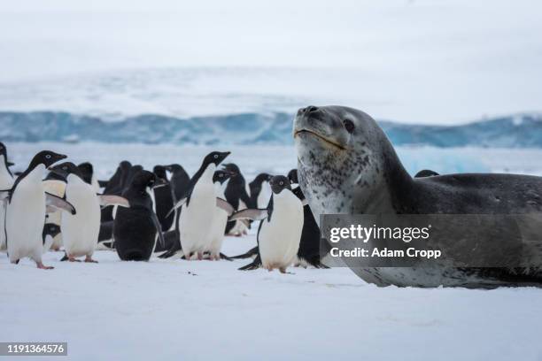 leopard seal - leopard seal stock-fotos und bilder