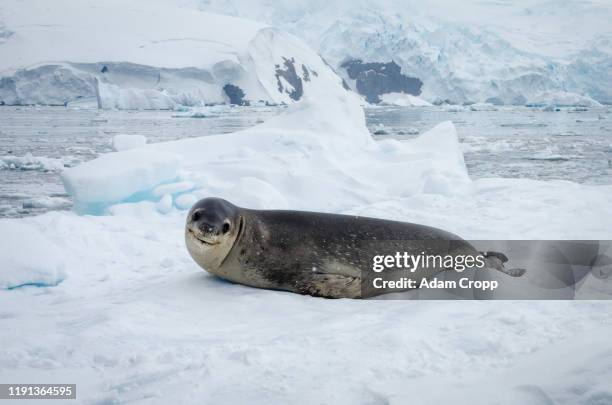 leopard seal - antarctica stock pictures, royalty-free photos & images