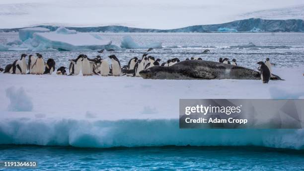 leopard seal - leopard seal stock-fotos und bilder