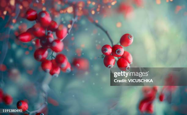 red berries at blue blurred nature background - hagebutte stock-fotos und bilder