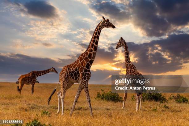 giraffes in the african savannah at sunset. masai mara, kenya - masai giraffe stock-fotos und bilder