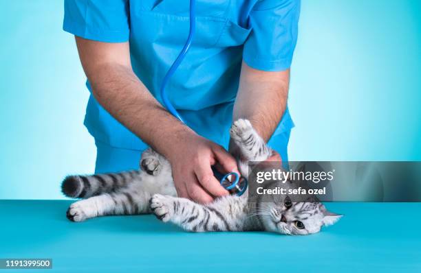 examen médico de gato doméstico - animal hospital fotografías e imágenes de stock