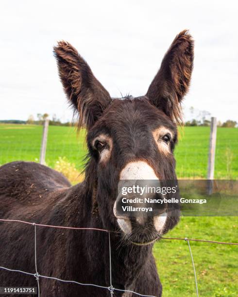 close up of a single  donkey in a farm with solar panels in the background. - asino animale foto e immagini stock