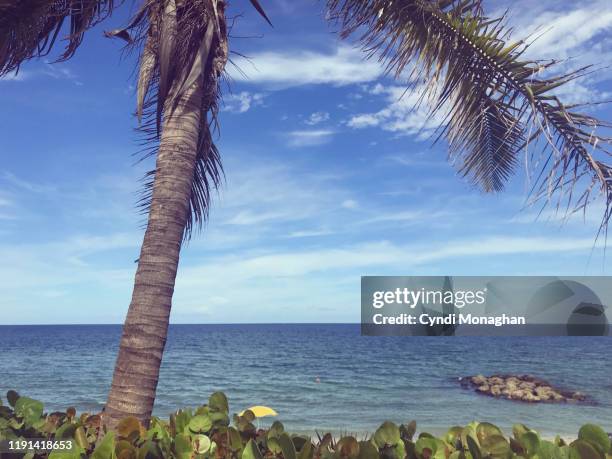 palm tree at the beach - boca raton stock pictures, royalty-free photos & images