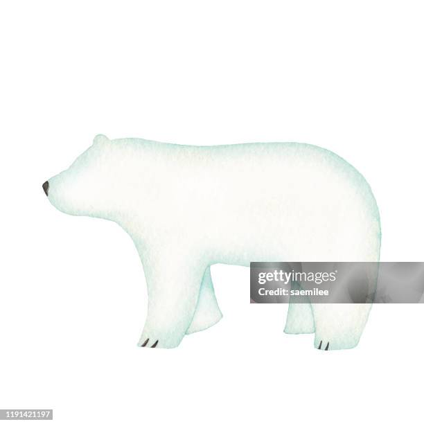 bildbanksillustrationer, clip art samt tecknat material och ikoner med akvarell pola bear - mammal stock illustrations