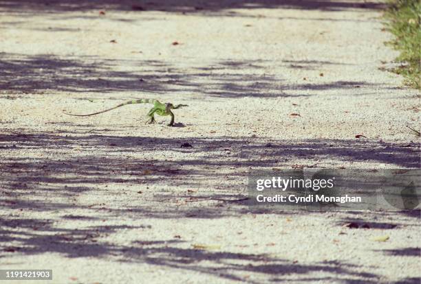 wild iguana running to catch a crab - lauderdale hunt stock pictures, royalty-free photos & images