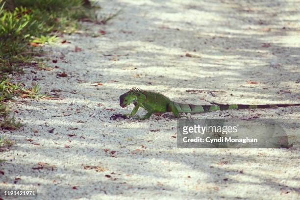 wild iguana opening its mouth to eat a crab - lauderdale hunt stock pictures, royalty-free photos & images