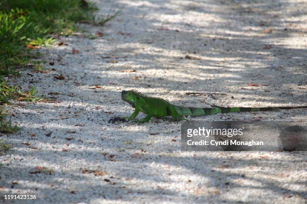 wild iguana eating a crab for dinner - lauderdale hunt stock pictures, royalty-free photos & images