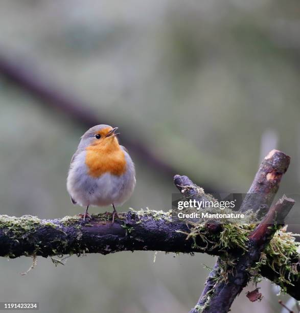 robin (erithacus rubecula) sjunger - mark robins bildbanksfoton och bilder