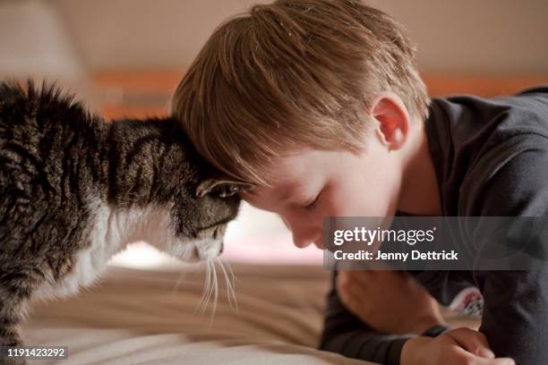boy and cat - butting stock pictures, royalty-free photos & images