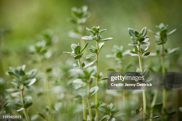 lemon thyme - thyme stock pictures, royalty-free photos & images