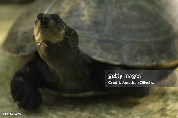 turtle - turtle plastic stock pictures, royalty-free photos & images