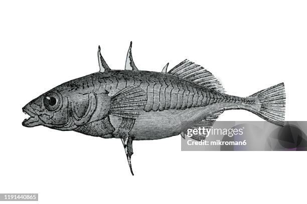 stickleback fish. antique illustration, popular encyclopedia published 1894. copyright has expired on this artwork - stickleback fish stock pictures, royalty-free photos & images