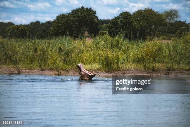 hippo in de zambezi rivier tonen tanden - zambezi river stockfoto's en -beelden