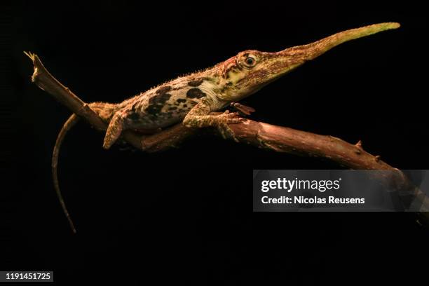 anolis proboscis - hagedis stockfoto's en -beelden