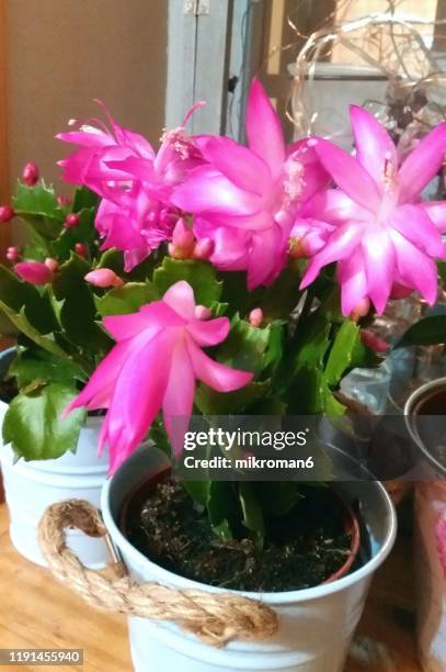 pink christmas cactus, thanksgiving cactus - cactus de navidad fotografías e imágenes de stock