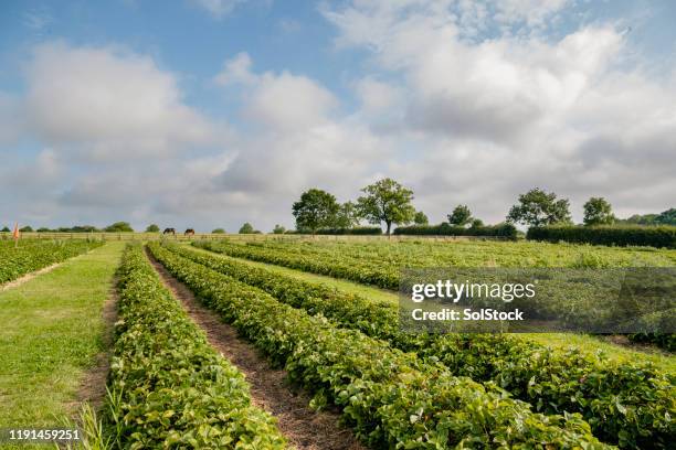 strawberries in full bloom - organic farm stock pictures, royalty-free photos & images