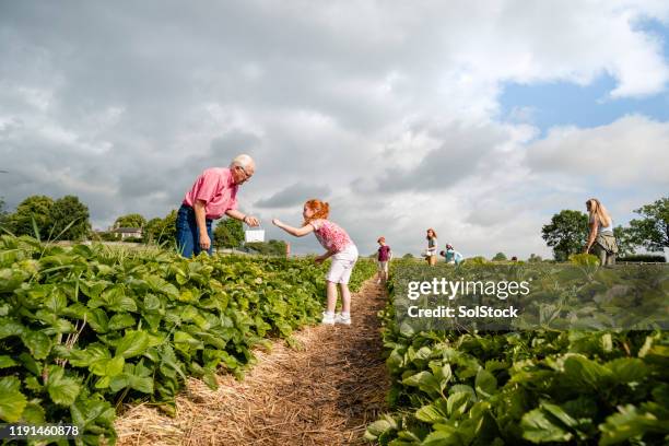 picking a healthy snack - strawberry field stock pictures, royalty-free photos & images