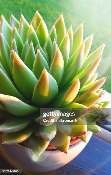 echeveria agavoides or "lipstick echeveria" succulent plant - echeveria stock pictures, royalty-free photos & images