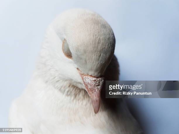 white pigeons sleep beautifully - white pigeon stock-fotos und bilder