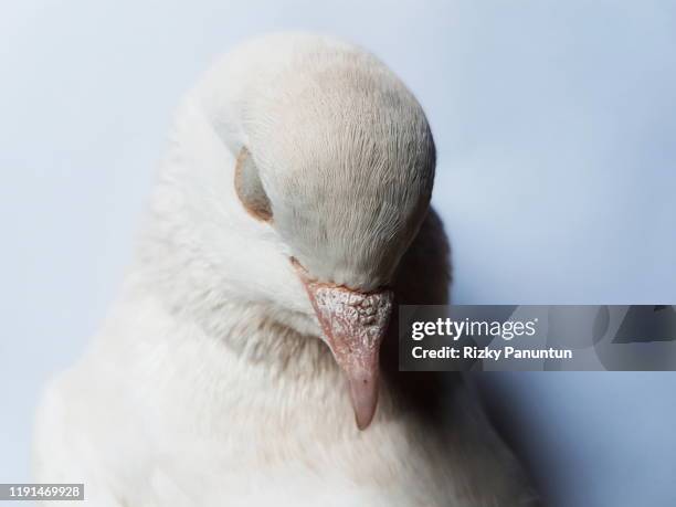 white pigeons sleep beautifully - paloma lago fotografías e imágenes de stock