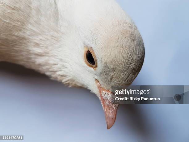 close-up of the black-eyed white pigeon faces down - white pigeon stock-fotos und bilder