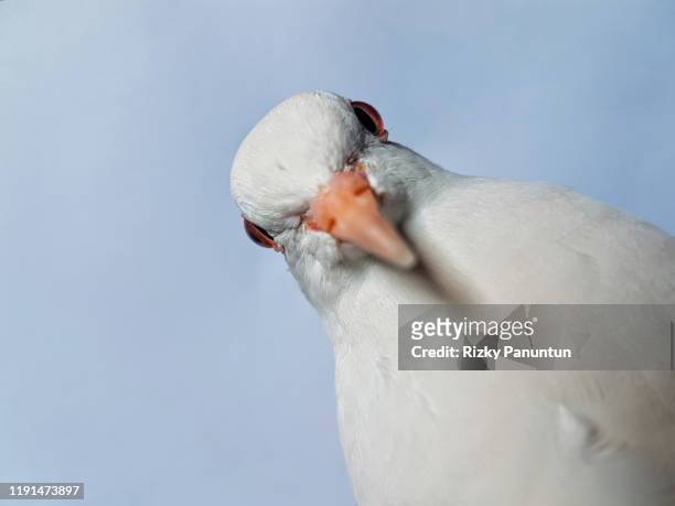 sharp gaze from barbary dove - muscovy duck stock pictures, royalty-free photos & images