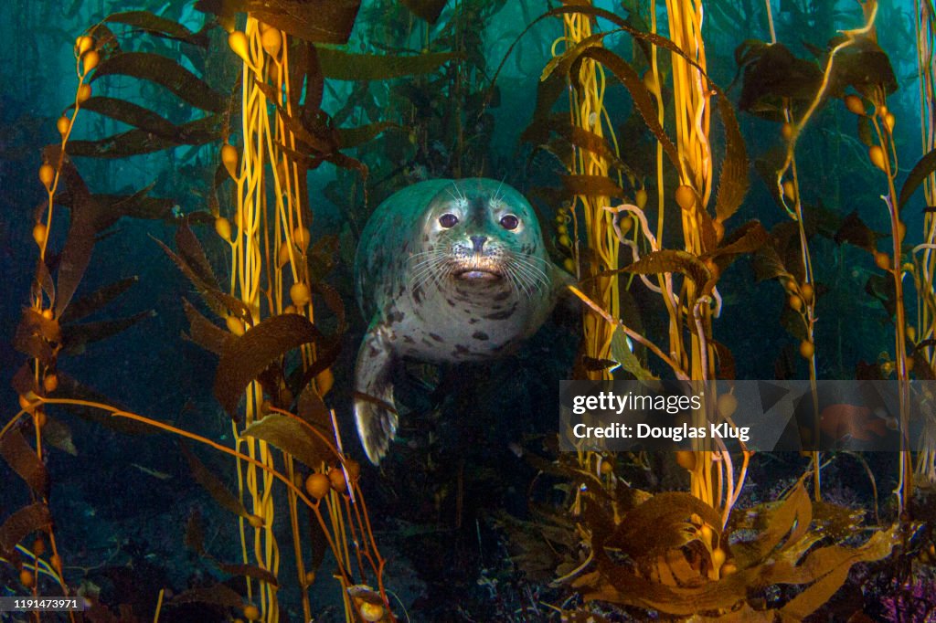 Seal1Nov15-19