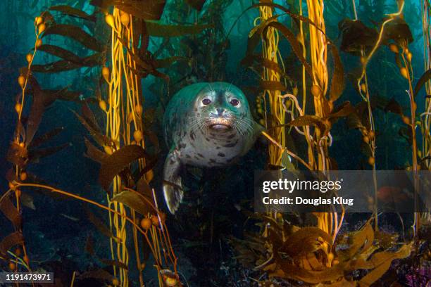 seal1nov15-19 - kelp 個照片及圖片檔