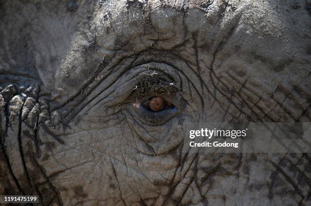 Mana Pools National Park. African Bush Elephant . Zimbabwe.