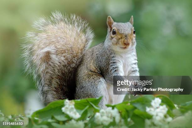 close-up image of a european grey squirrel with a bushy tail - squirrel stock pictures, royalty-free photos & images