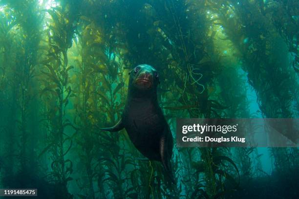 sealion3nov15-19 - kelp stockfoto's en -beelden