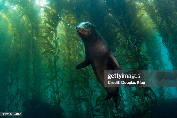 sealion4nov15-19 - alga de grande porte - fotografias e filmes do acervo