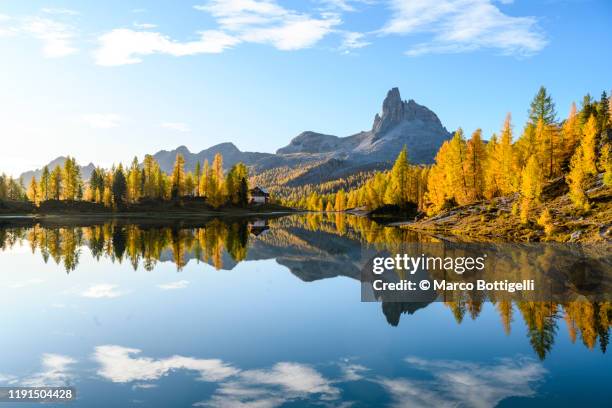 dolomites autumnal landscape reflecting in lake federa, italy - larch tree fotografías e imágenes de stock