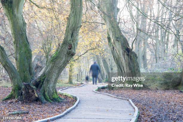 wooden boardwalk through hatfield forest, autumn 2019 - hatfield stock pictures, royalty-free photos & images