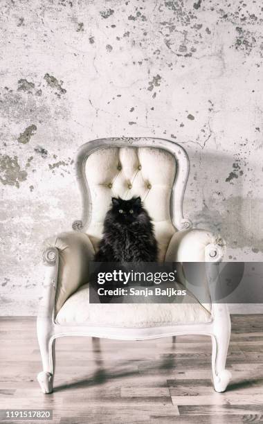 cute black cat on the sofa - shabby chic imagens e fotografias de stock