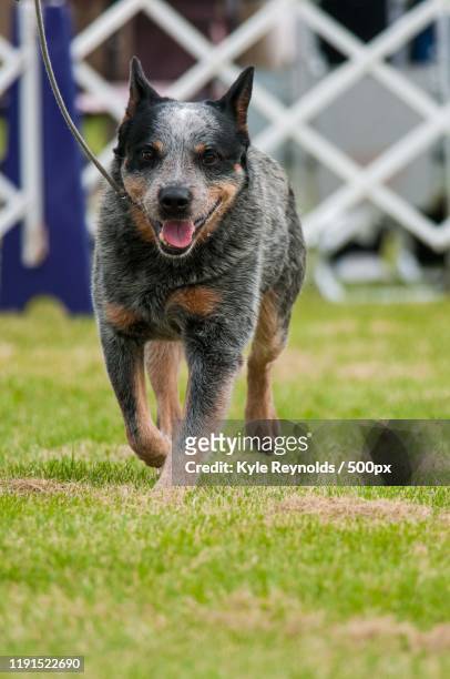 australian cattle dog at dog show, usa - australian cattle dog stockfoto's en -beelden