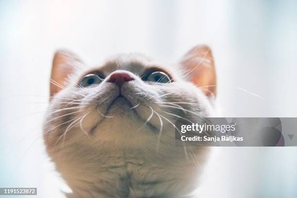 british short hair cat - british shorthair cat stock pictures, royalty-free photos & images