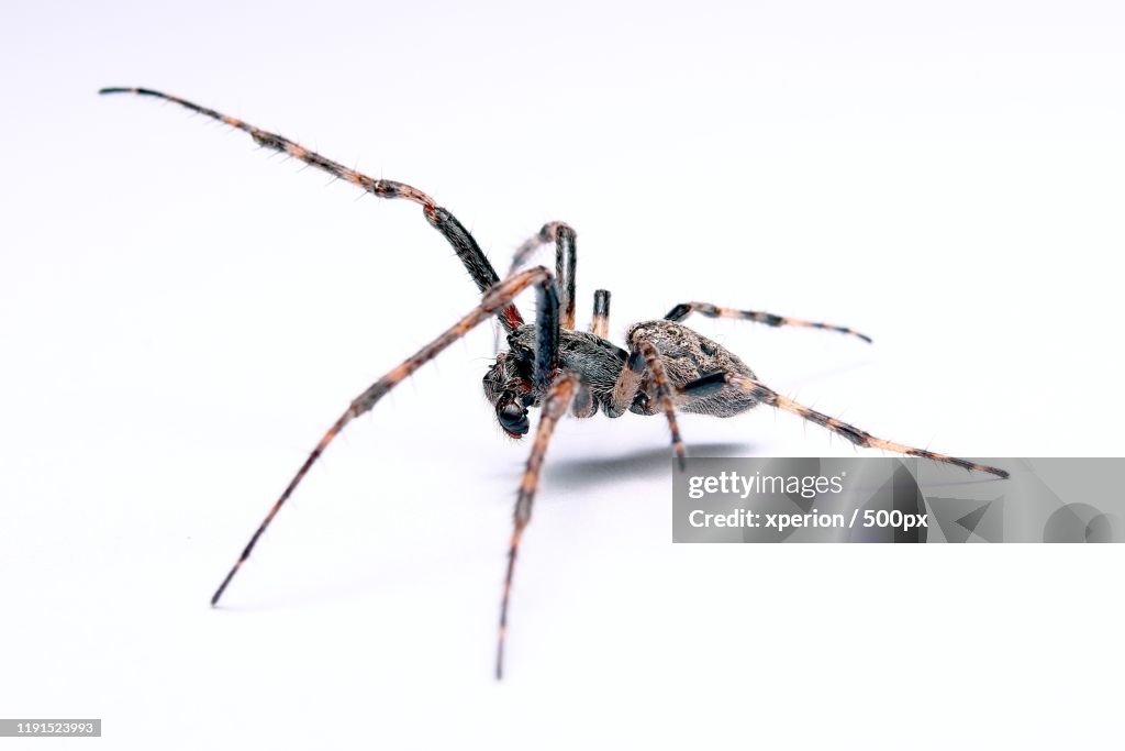 Spider on white background