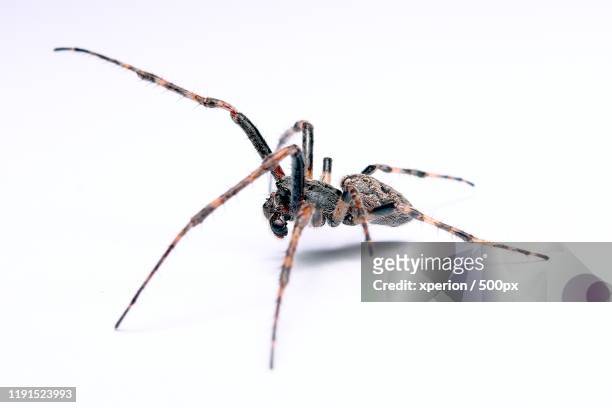 spider on white background - aranha - fotografias e filmes do acervo