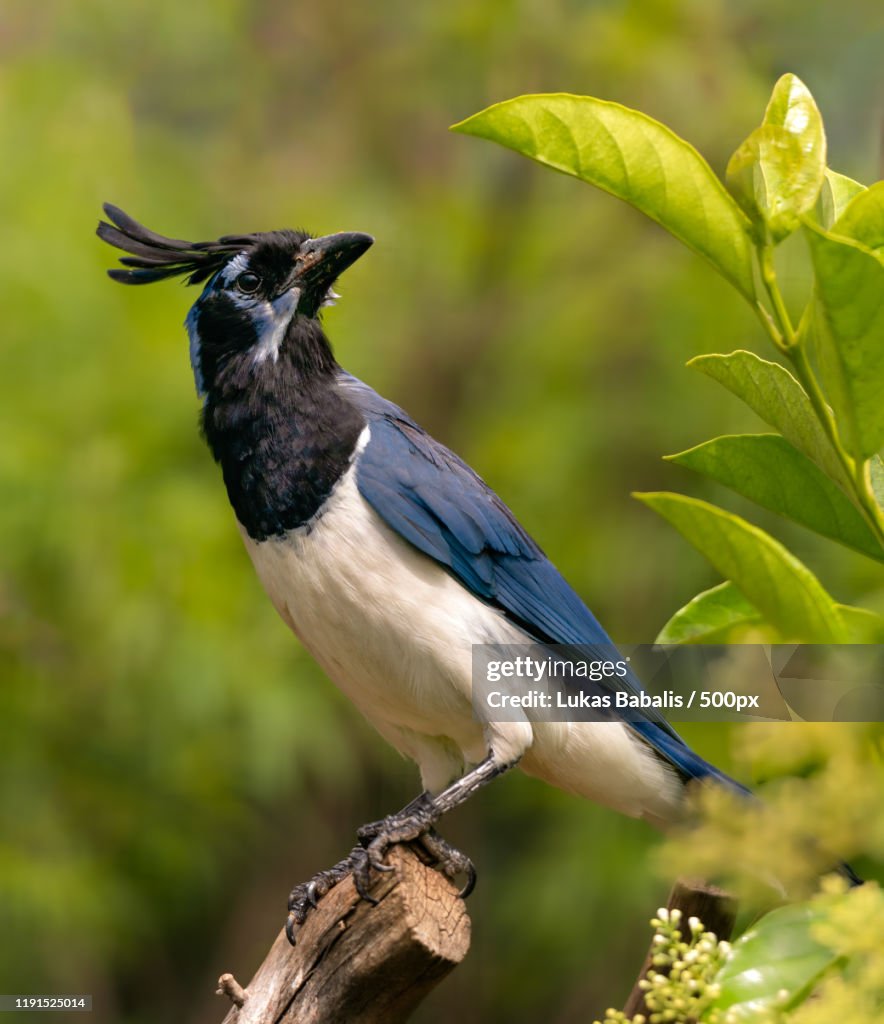 Black-Throated Magpie-Jay (Cyanocorax Colliei) perching on branch, Athens, Greece