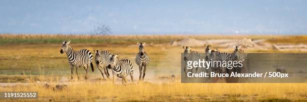 plain zebras (equus quagga burchelli) running in savannah, amboseli national park,  namanga, kenya - zebra herd running stock pictures, royalty-free photos & images